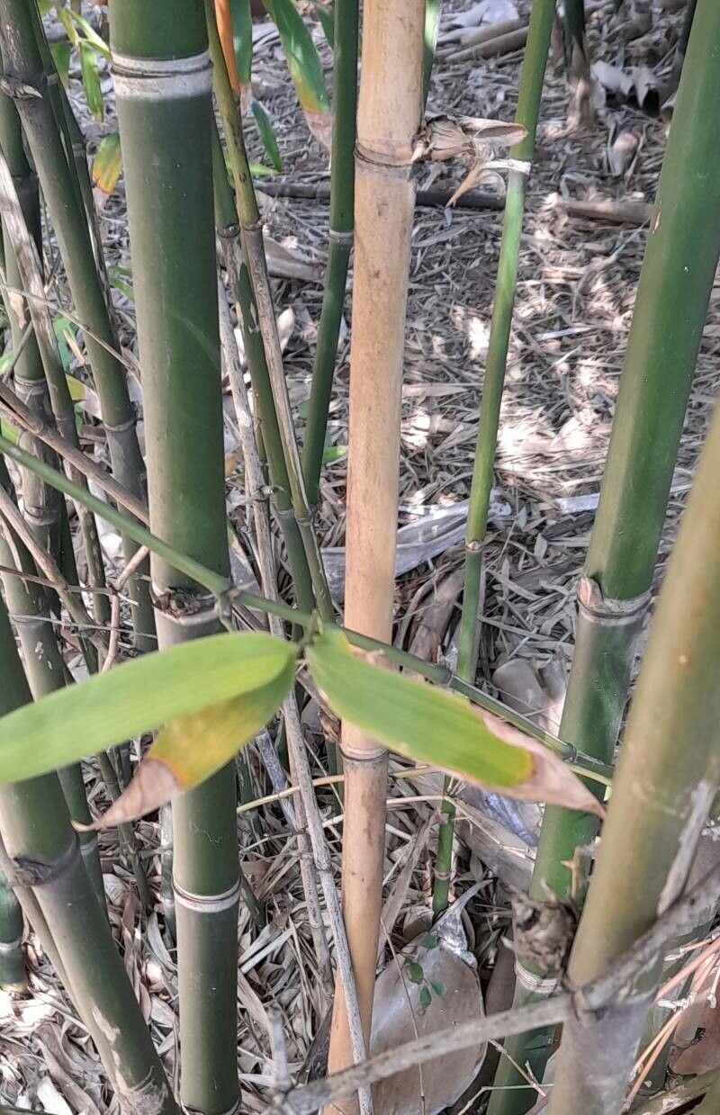 Guadua chacoensis bark