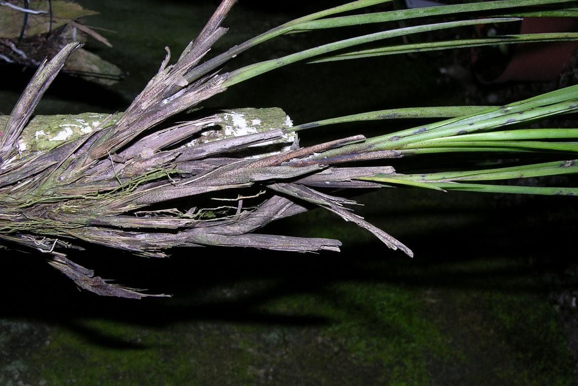 Maxillaria lueri other