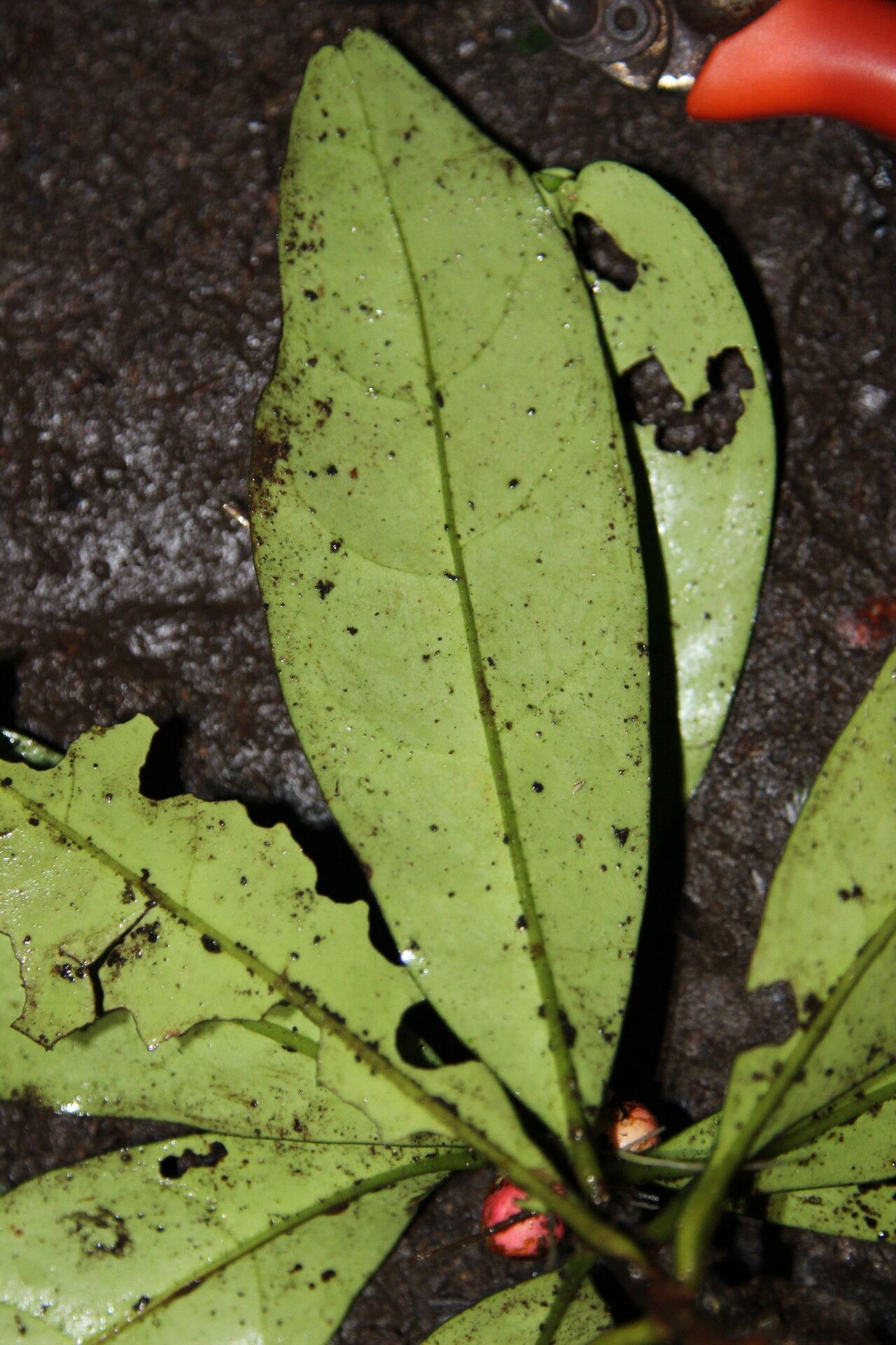 Ixora minutiflora — houseplant care guide