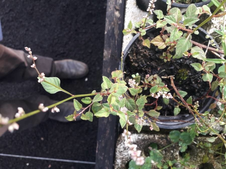 Celosia trigyna — houseplant care guide