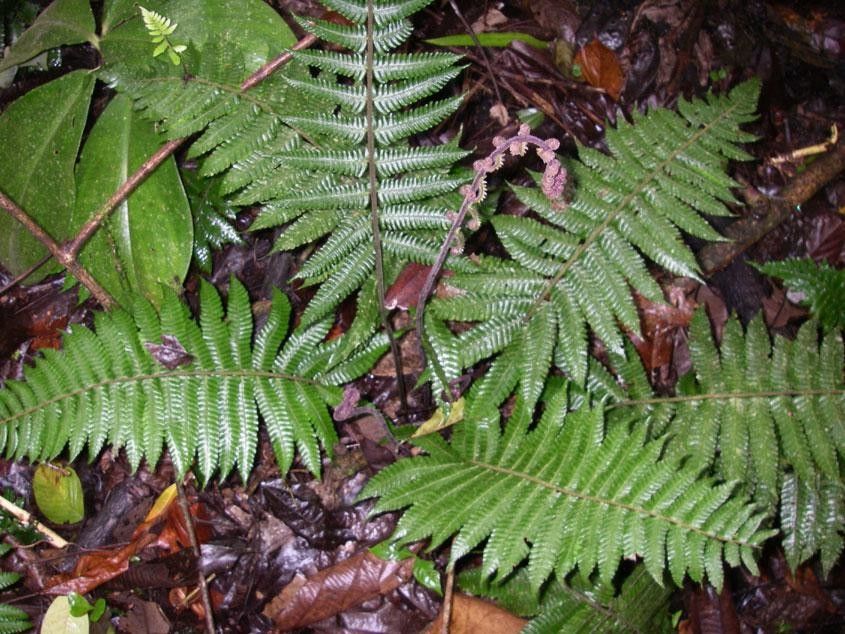 Thelypteris curta — search result for 'Thelypteris'