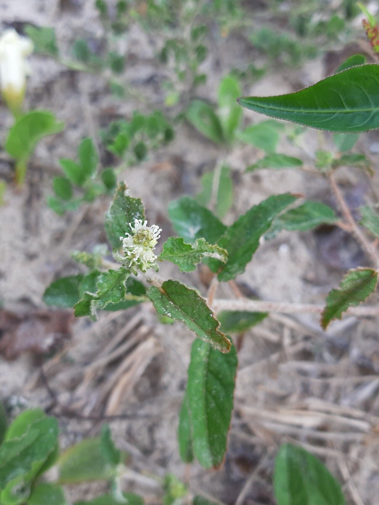 Croton lundianus flower