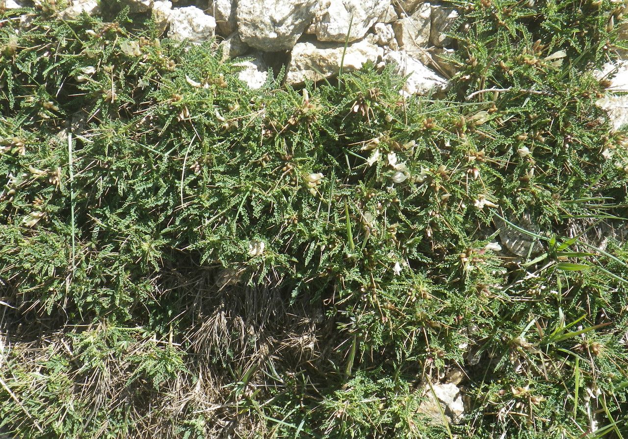 Astragalus greuteri habit