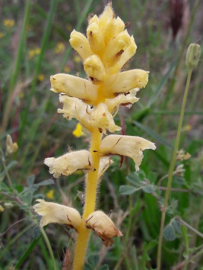 Orobanche lutea — houseplant care guide