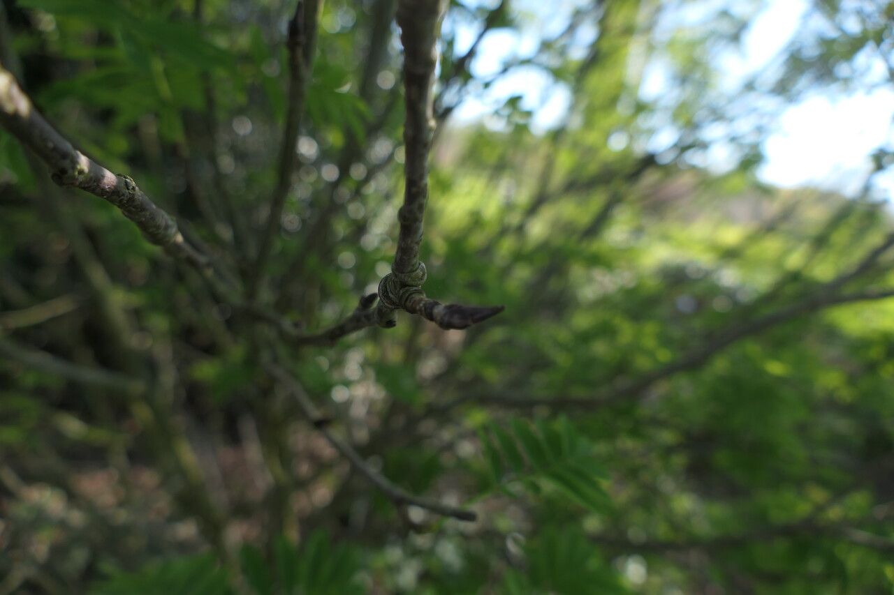 Sorbus matsumurana bark
