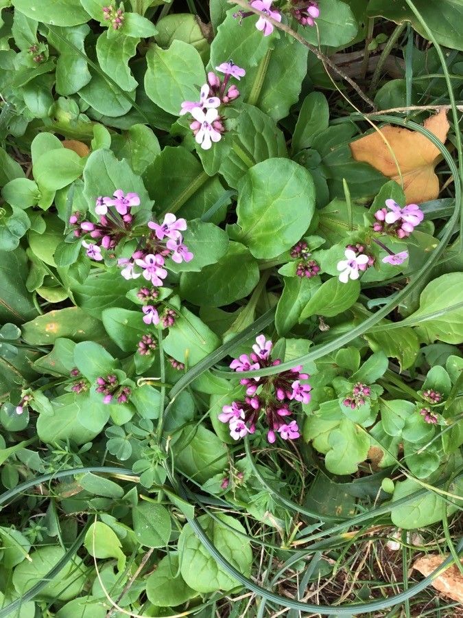 Valeriana graciliflora habit