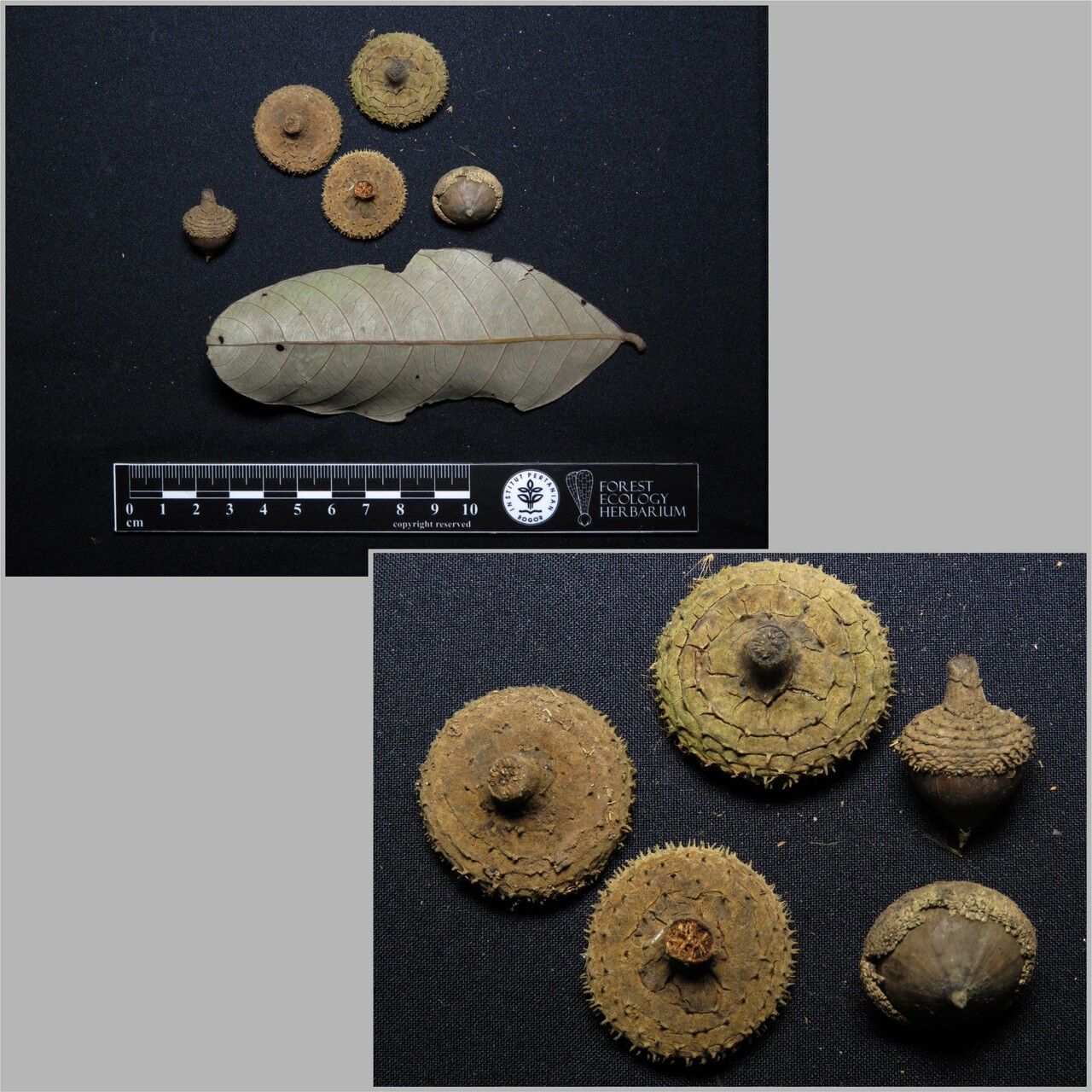 Lithocarpus hystrix — houseplant care guide