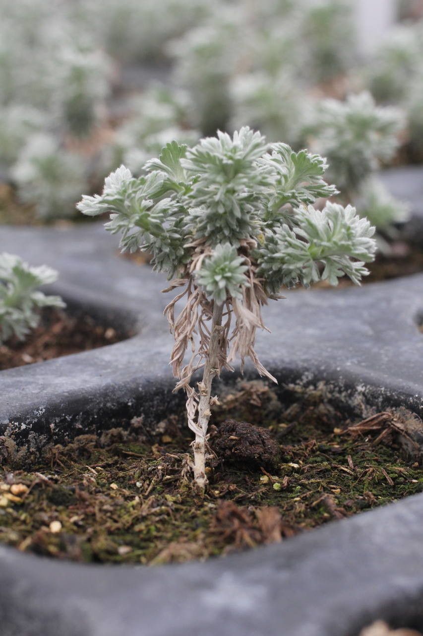 Artemisia schmidtiana habit