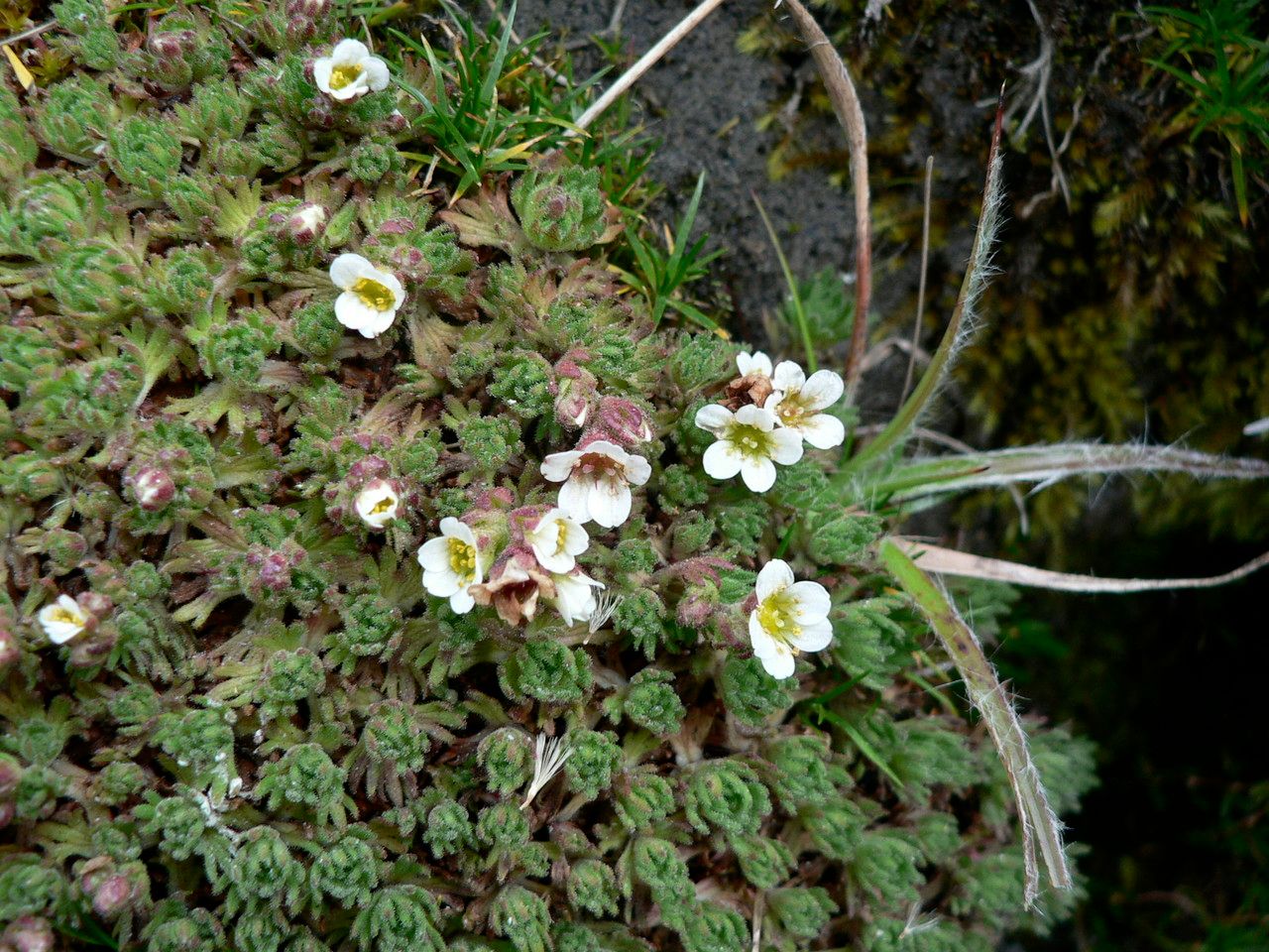 Saxifraga magellanica habit