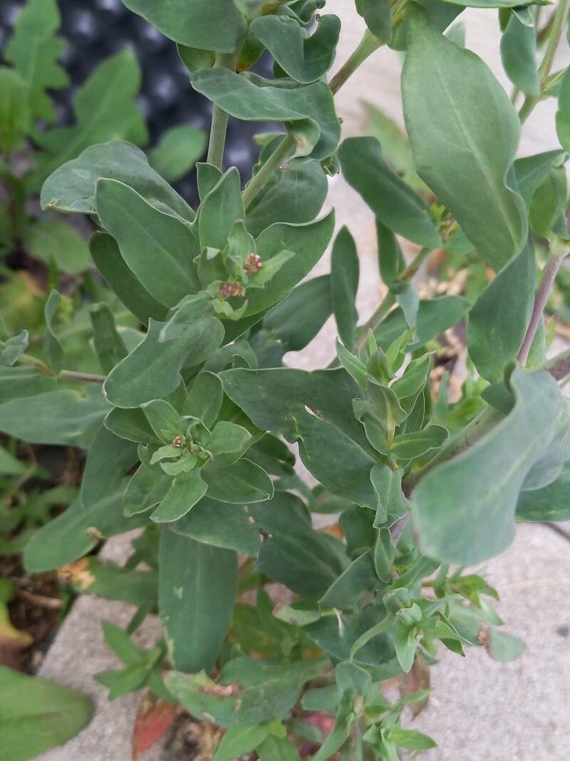 Atocion armeria — search result for 'Silene'