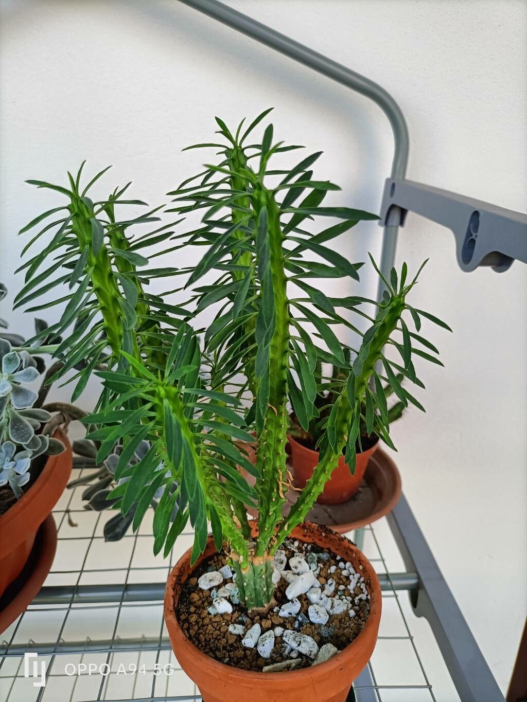 Euphorbia loricata habit