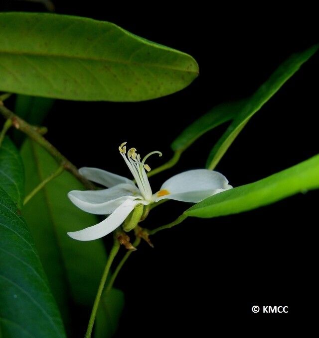 Baphia madagascariensis — houseplant care guide