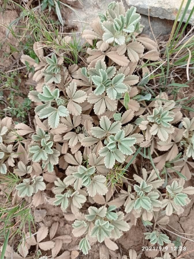 Potentilla cinerea — search result for 'Potentilla'