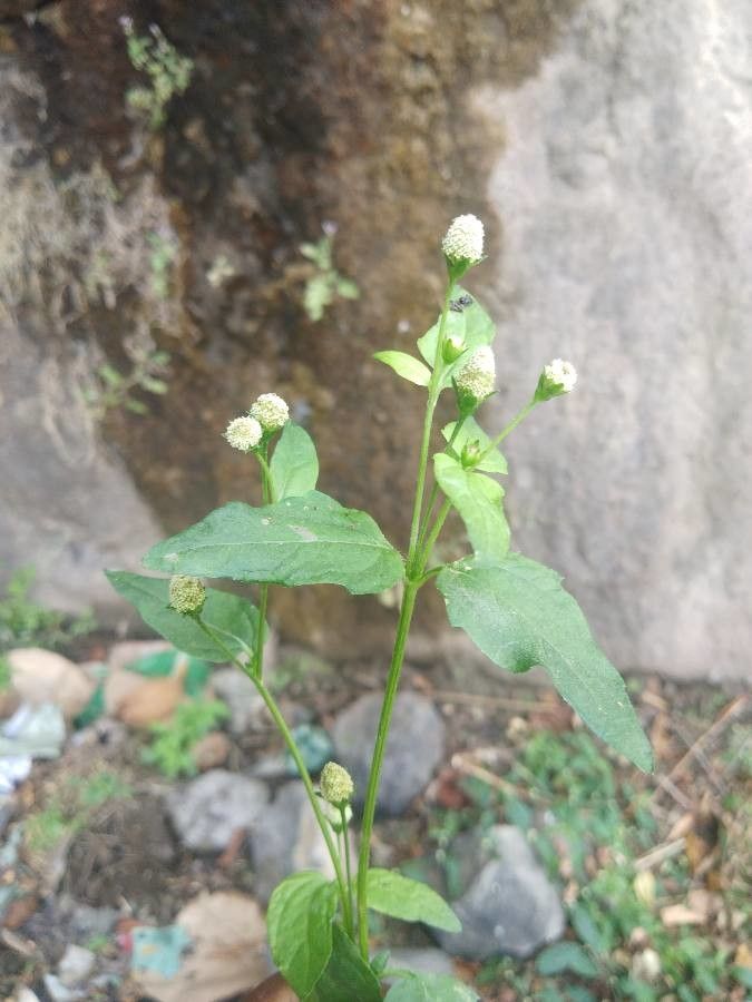 Acmella paniculata — houseplant care guide