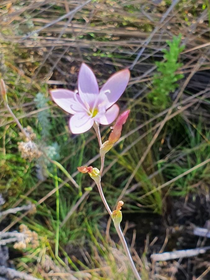 Hesperantha petitiana flower