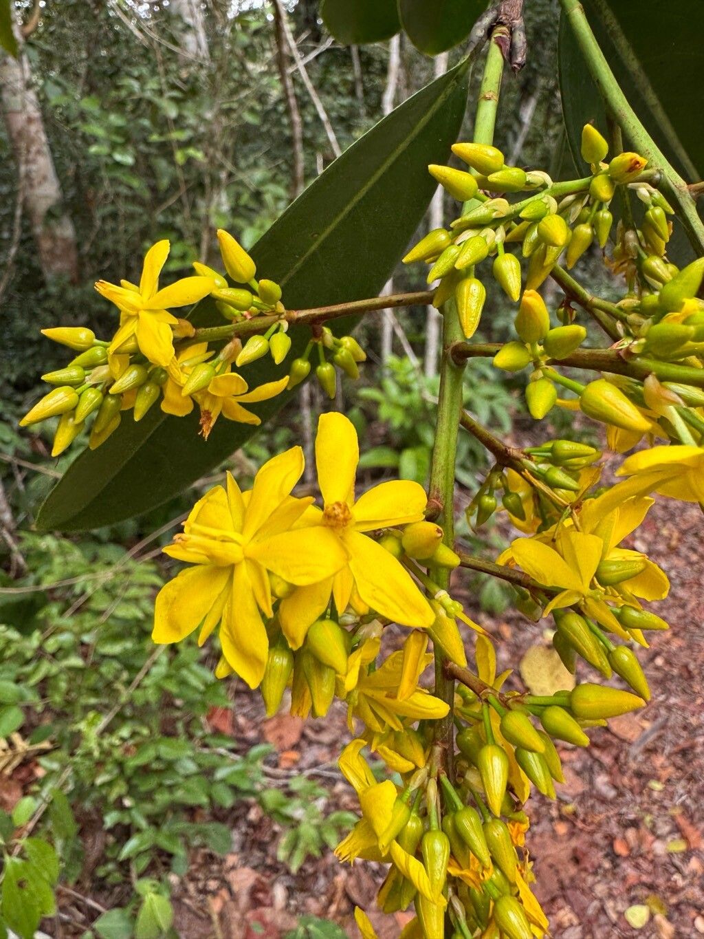 Ouratea cuspidata flower