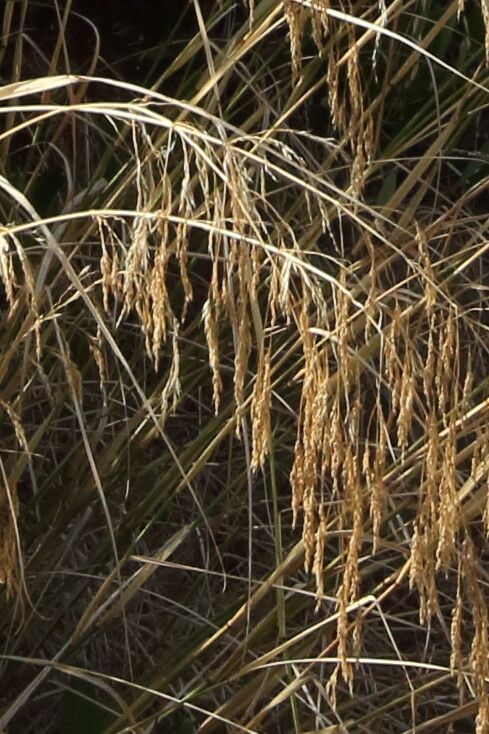 Oloptum miliaceum fruit