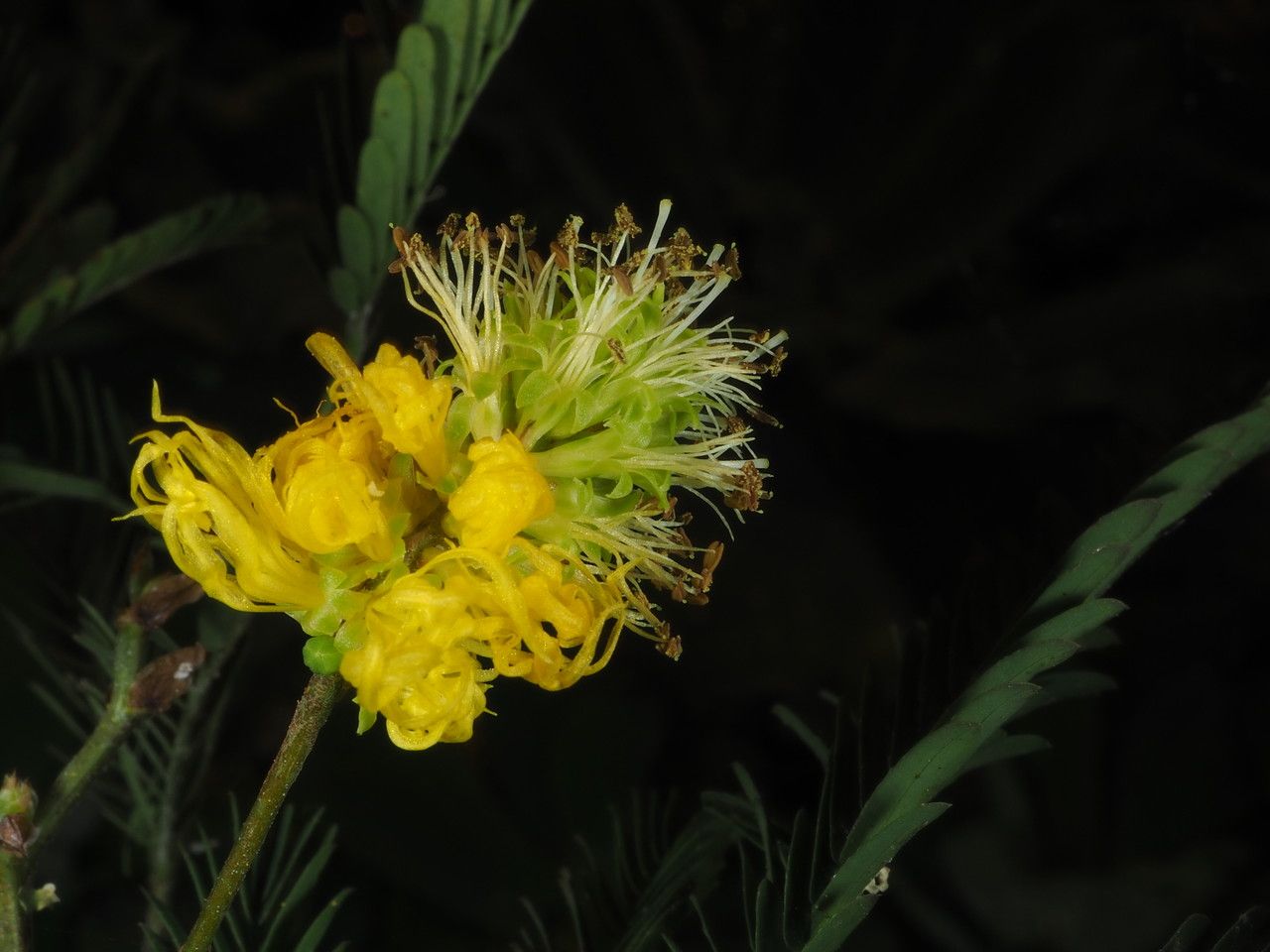 Neptunia oleracea flower