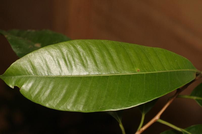 Aspidosperma album — related species from the same genus