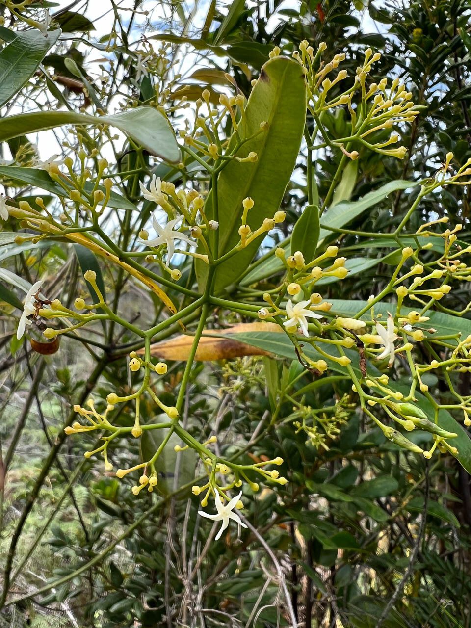 Alstonia lenormandii flower