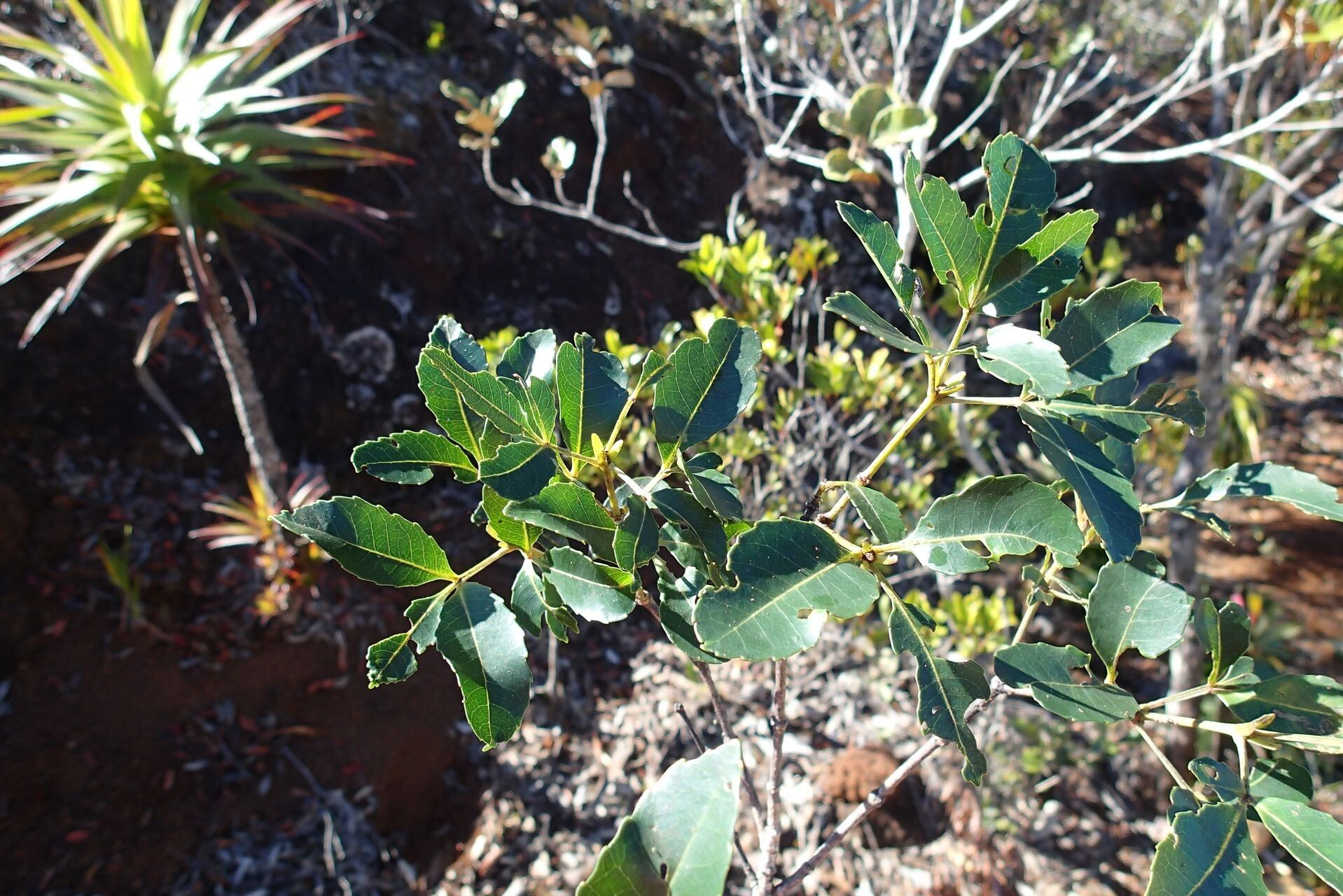 Pancheria reticulata leaf
