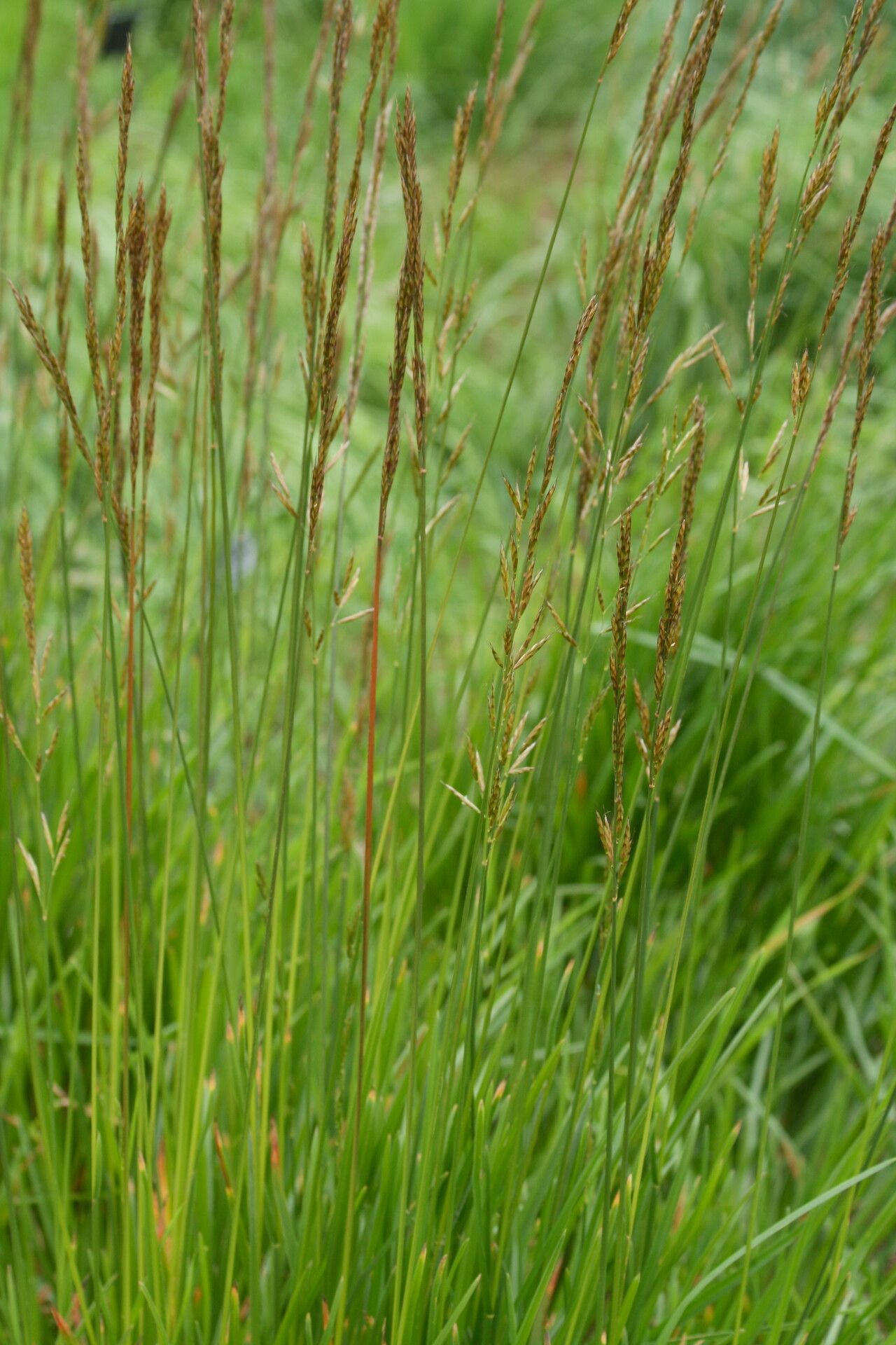 Helictotrichon planiculme flower