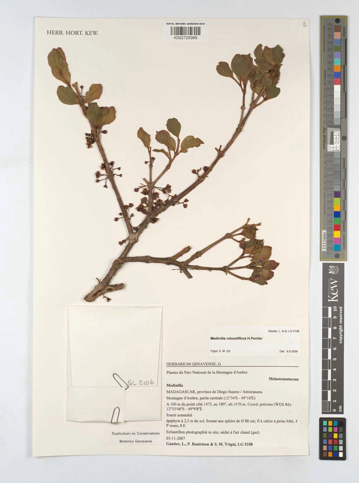 Medinilla rotundiflora — search result for 'Medinilla'