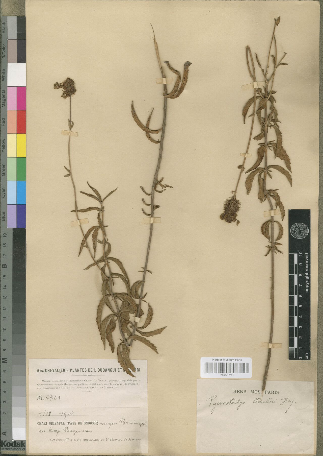 Coleus centraliafricanus — houseplant care guide