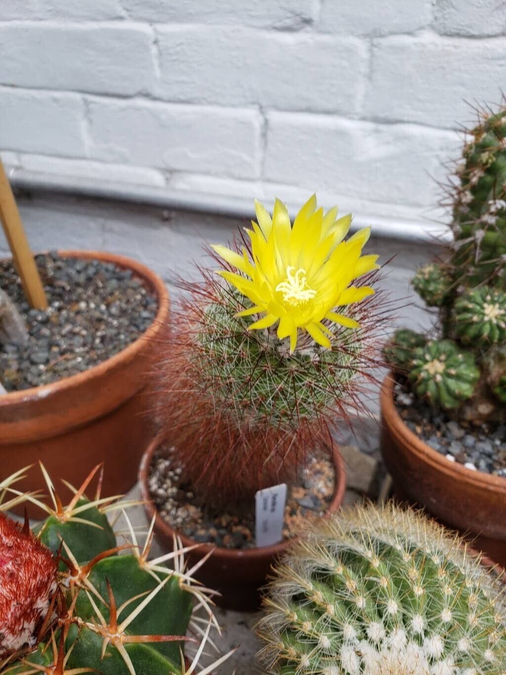 Parodia commutans habit