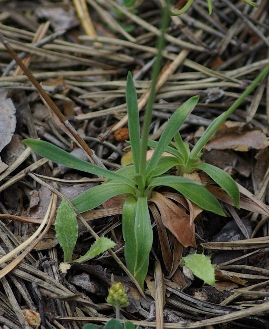 Armeria alliacea — related species from the same genus
