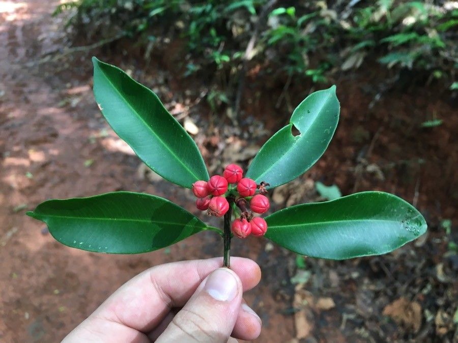Symphonia globulifera flower
