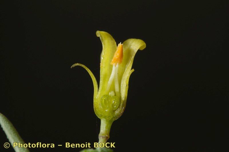 Asparagus macrorrhizus fruit