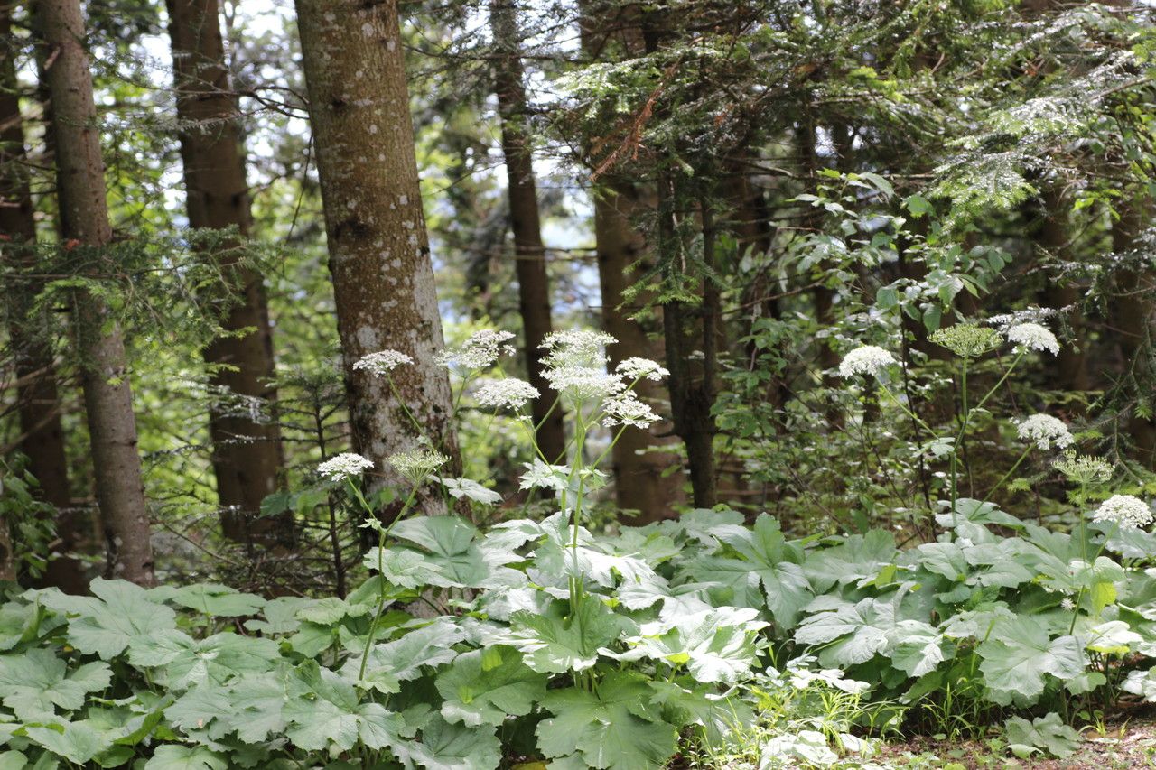 Heracleum alpinum habit