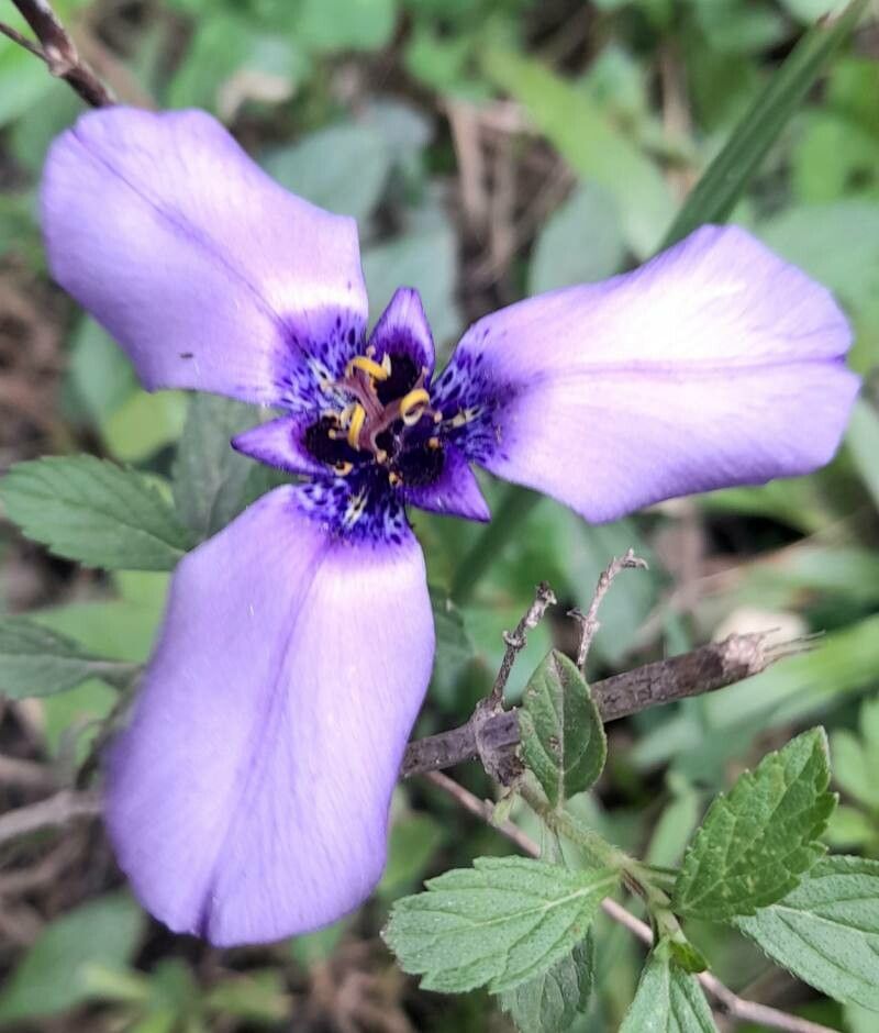 Herbertia tigridioides — related species from the same genus