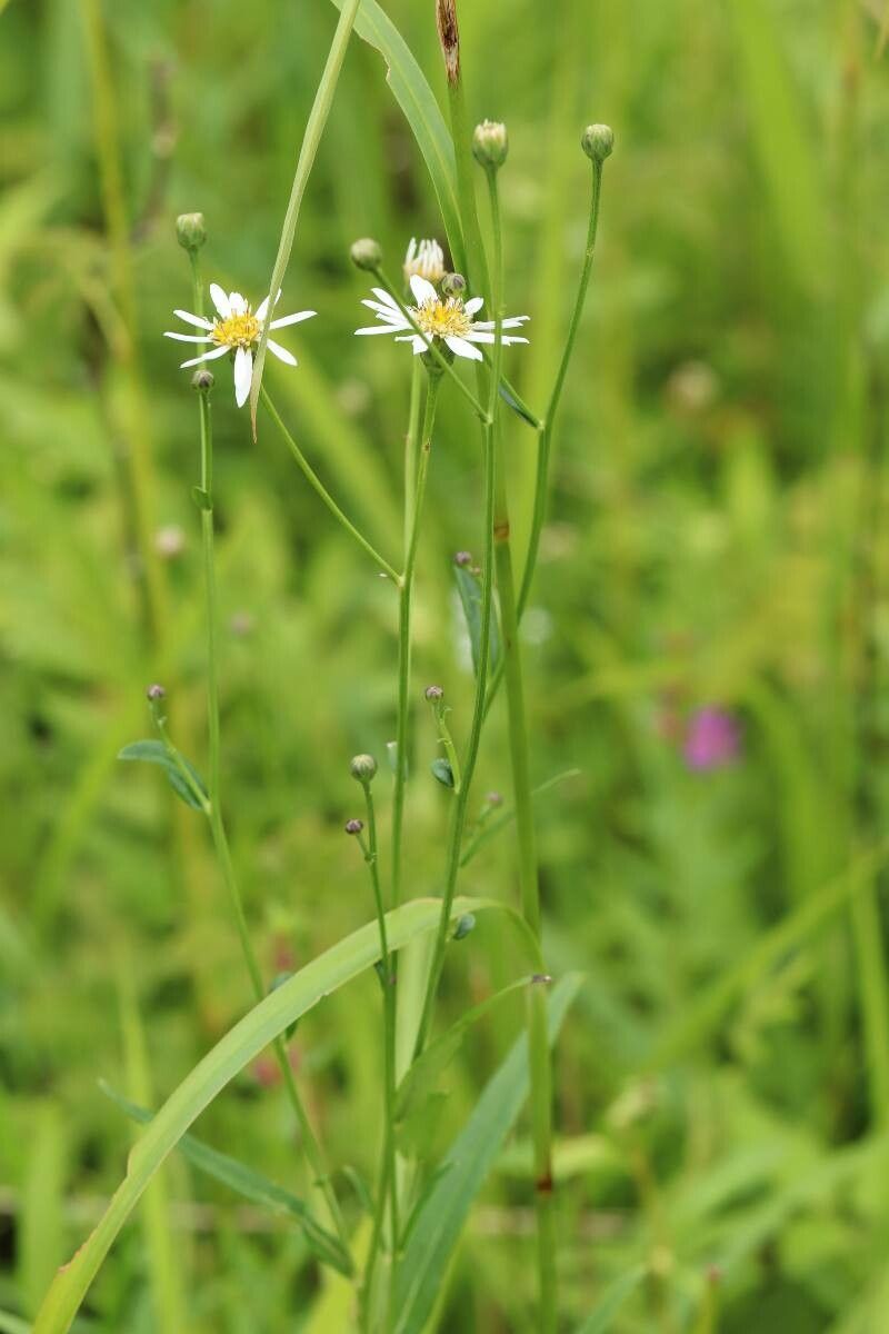 Aster rugulosus — houseplant care guide