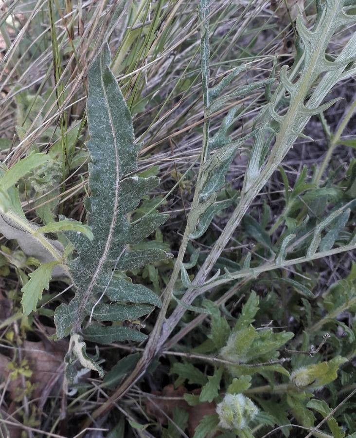 Rhaponticum coniferum — related species from the same genus