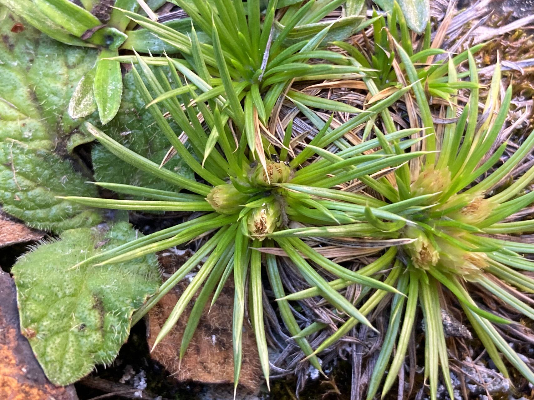 Novenia tunariensis flower