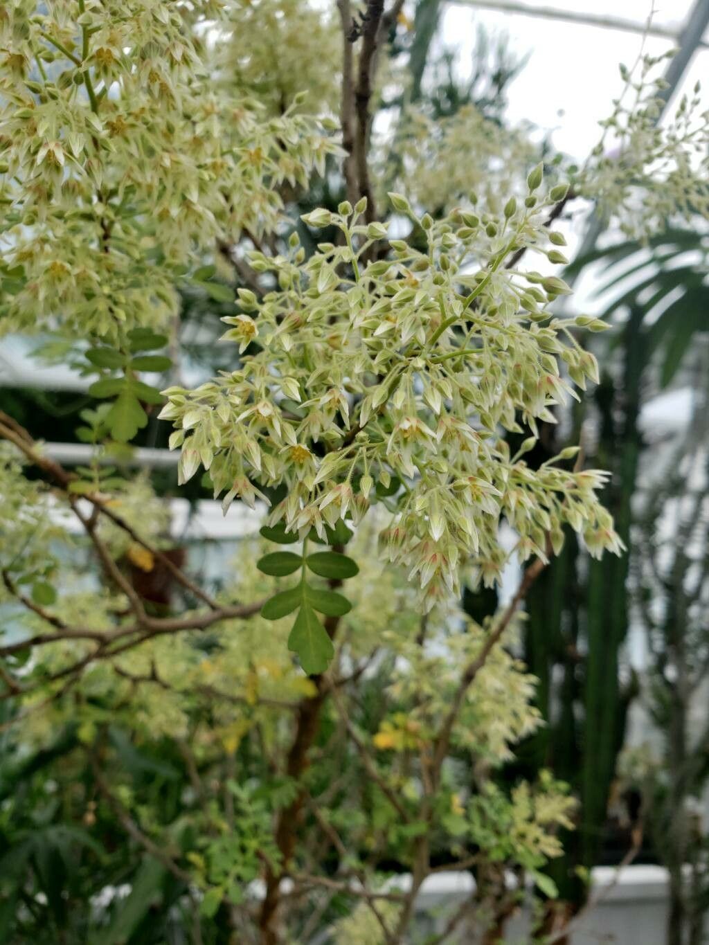 Pachycormus discolor flower