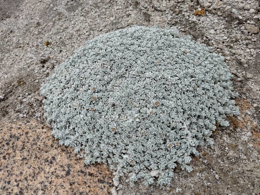 Eriogonum strictum leaf