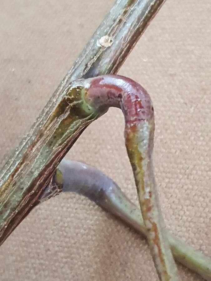 Entada leptostachya bark