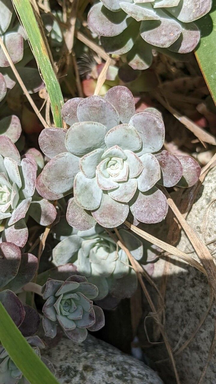 Sedum lanceolatum leaf