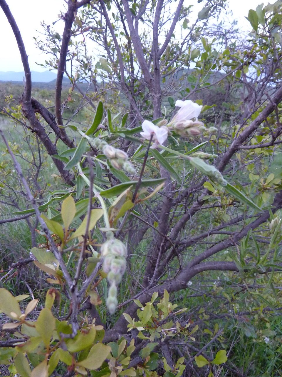 Asystasia laticapsula other