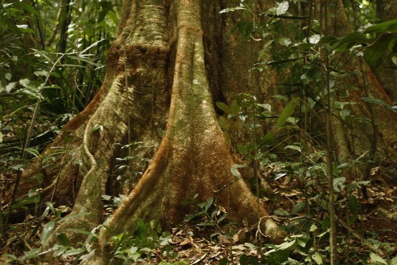 Tachigali paraensis — houseplant care guide