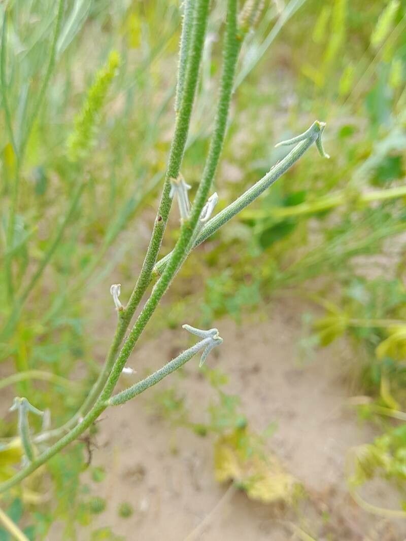 Matthiola longipetala fruit
