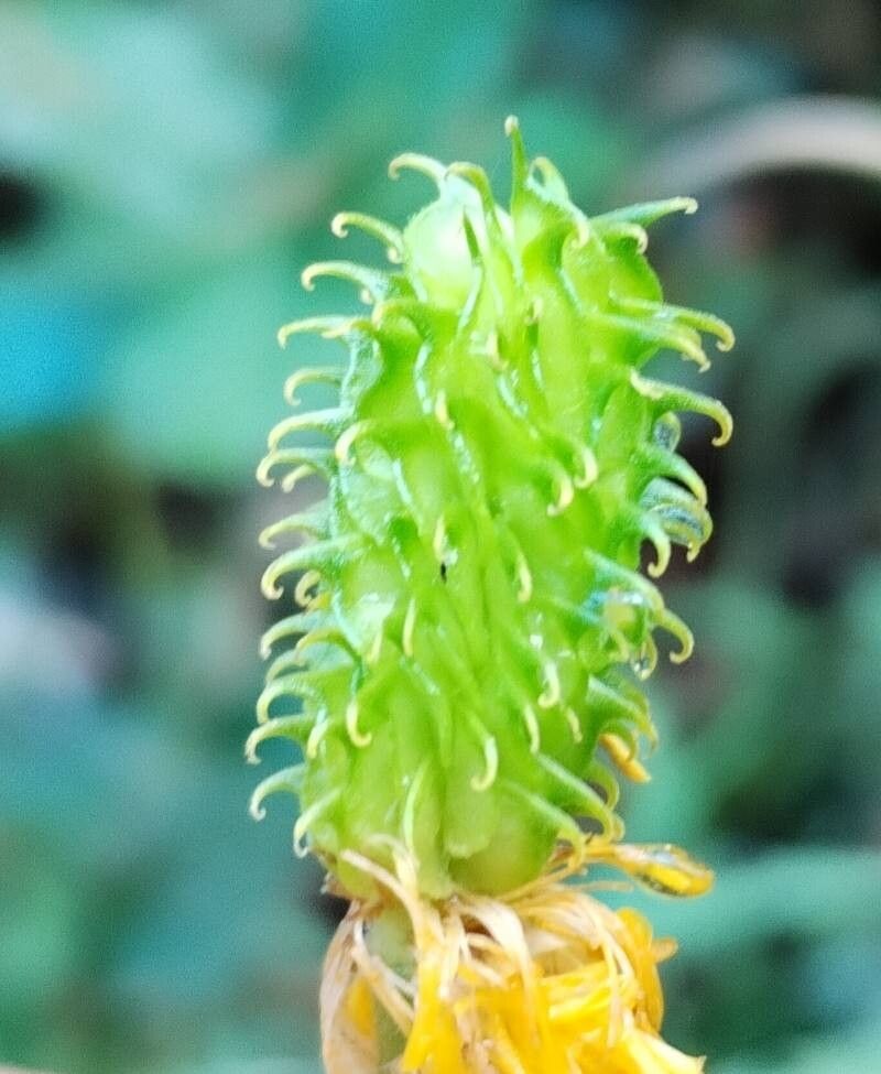 Ranunculus spicatus fruit