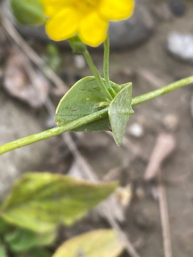Blackstonia acuminata — related species from the same genus