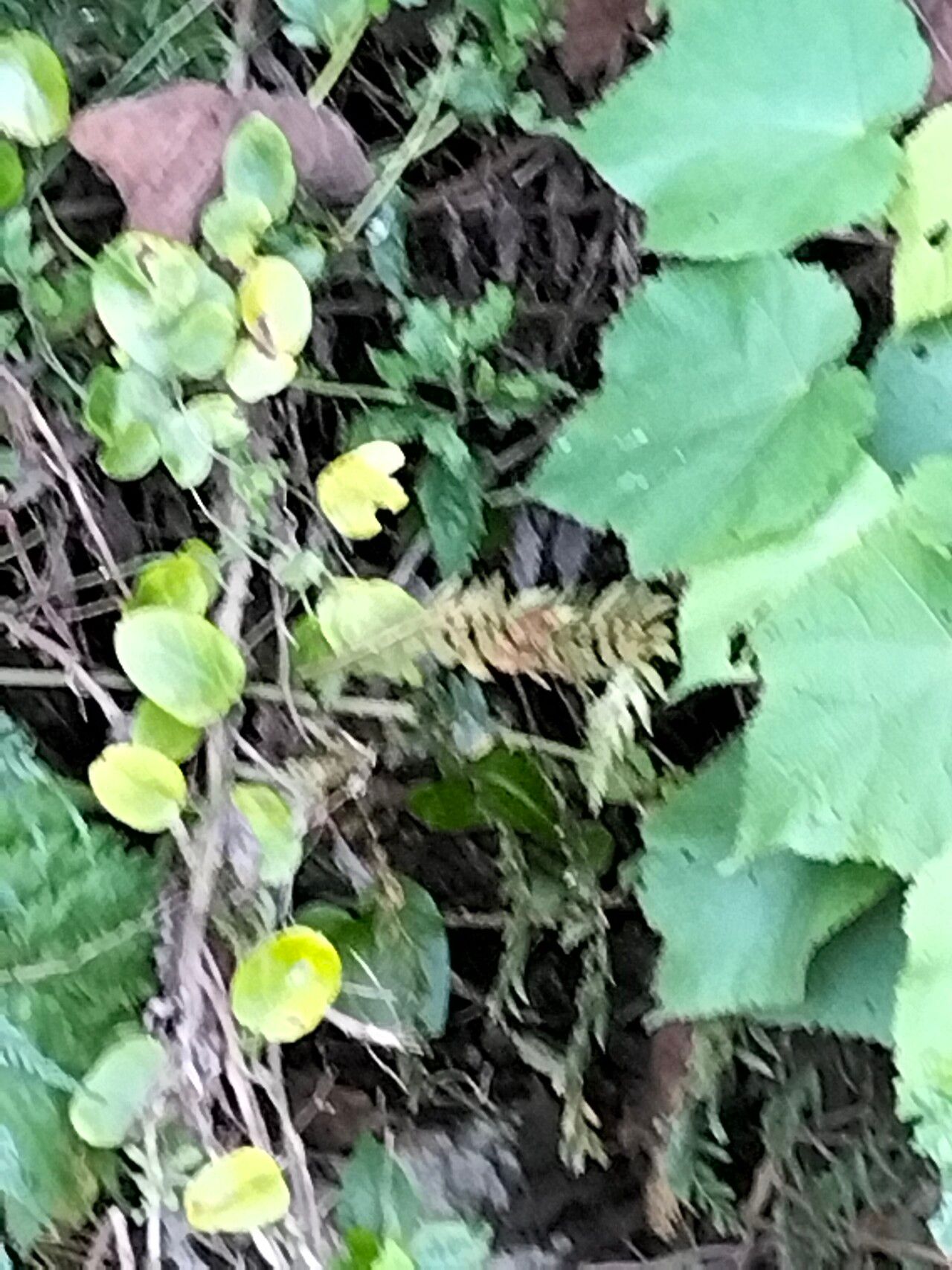 Cynanchum obtusifolium habit