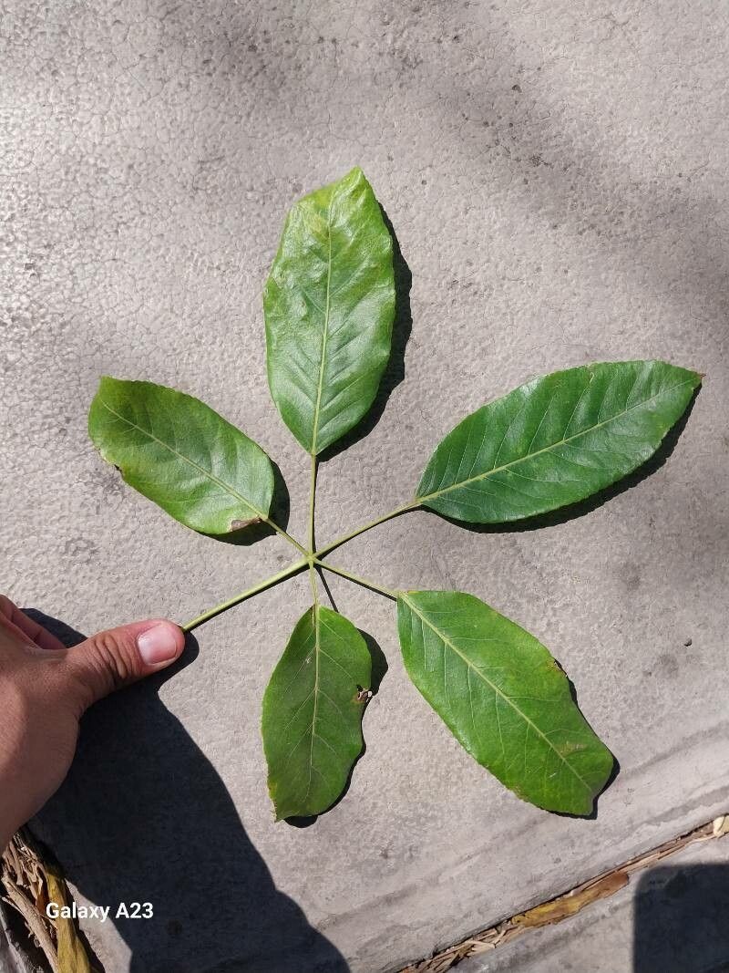 Handroanthus lapacho — search result for 'Handroanthus'
