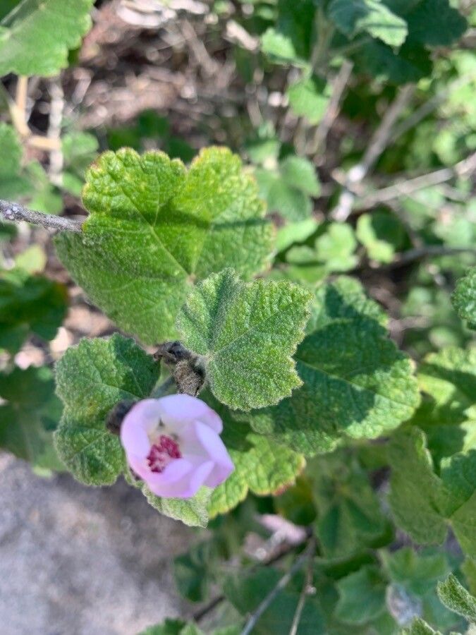 Malacothamnus aboriginum — related species from the same genus