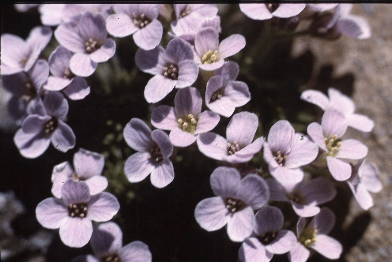 Petrocallis pyrenaica flower